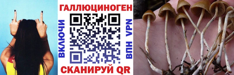 Галлюциногенные грибы Psilocybine cubensis  Энгельс 